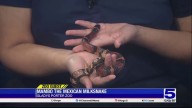 Zoo Guest: Mambo the Mexican Milksnake