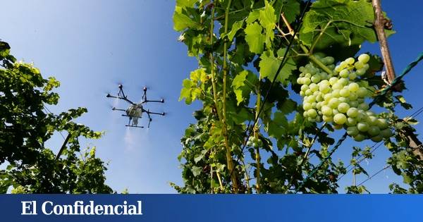 Drones espantapájaros: el proyecto madrileño para salvar cosechas y que no necesita piloto