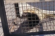 Rescataron un hurón que era “domesticado” en un domicilio de Paraná Campaña
