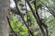 Unpermitted house in West Van: Owners get second chance