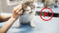 Especialista responde lo que debes hacer si le colocas mal la pipeta a un gato