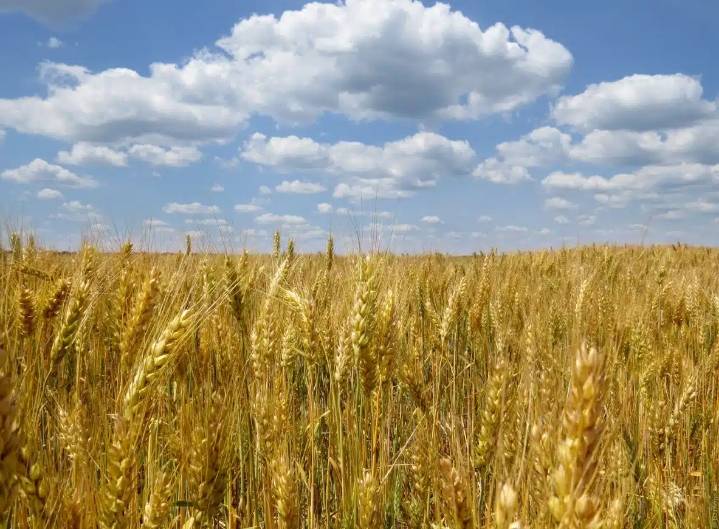 Apoyo extraordinario a trigueros de Sonora debería extenderse a Sinaloa, espera industrial de Ahome