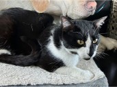 B.C. Ferries search for cat that escaped car en route from Nanaimo to Tsawwassen