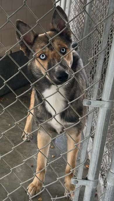 Washington Animal Shelter offers free adoptions to combat overcrowding