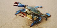 Blue claw crabbing in N.J.: Best spots for a big Labor Day weekend catch