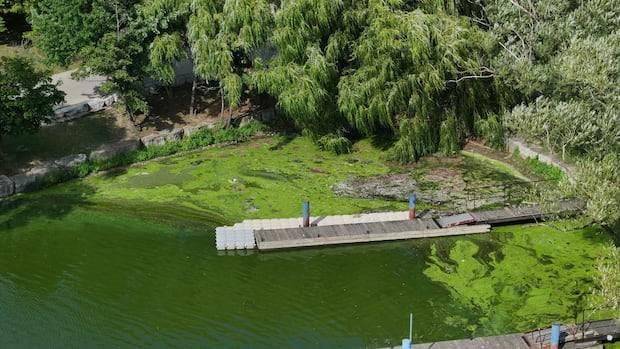 Pier 4 Park Beach closed after blue-green algae confirmed in the water, city says
