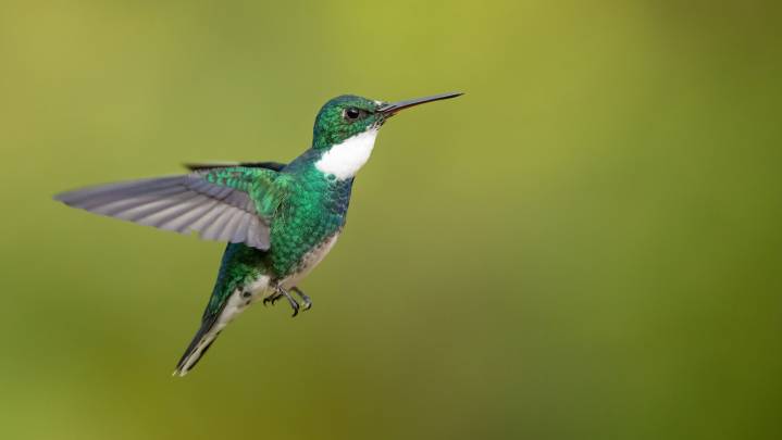 Add Color To The Garden While Attracting Hummingbirds With A Flowering Ground Cover