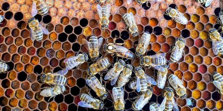 Hadley woman that released bees on law enforcement arrested