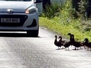Quack-fic jam? Ducks causing car chaos
