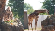 Nyasi turns 1-year-old: Louisville Zoo celebrates giraffe calf's first birthday