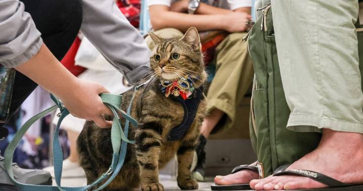 Woman Fined $130 After Cat Meowed Too Loudly on Train