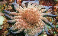 Scientists Find Answer to Sea Star Population Devastated by Pathogen Along the California Coast