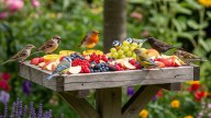 Zorzales, gorriones y horneros visitarán tu jardín en primavera si dejás estas 2 frutas entre tus plantas