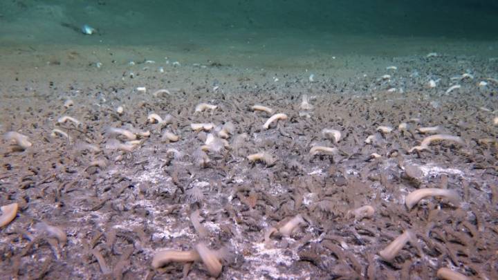 Scientists discover ecosystem nearly 30,000 feet under the sea where ‘life needs tricks to survive’