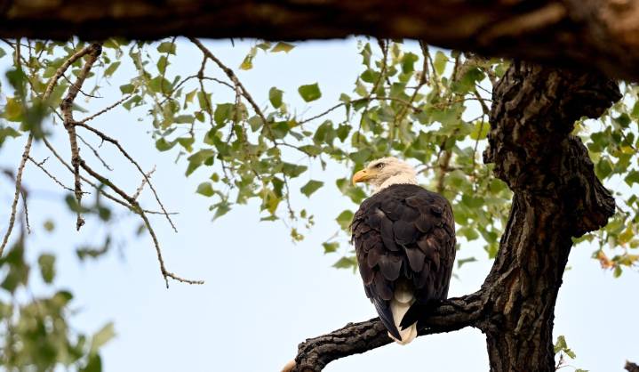 Photos: Eagles Living on the Historic Schofield Farm in Erie