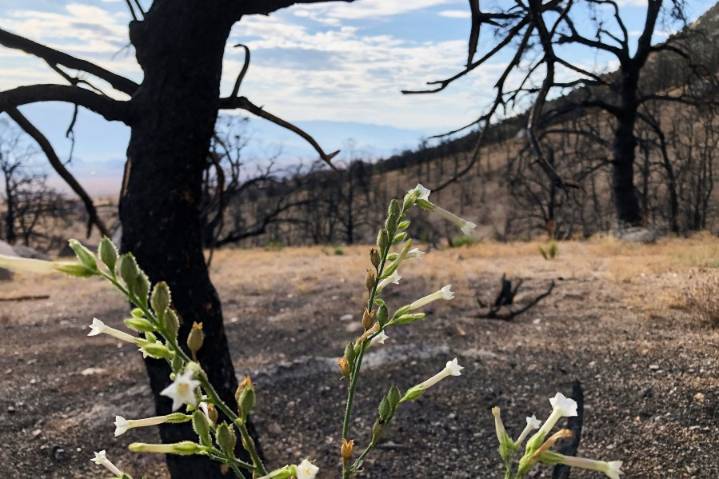 How to avoid human-caused fires this Labor Day weekend