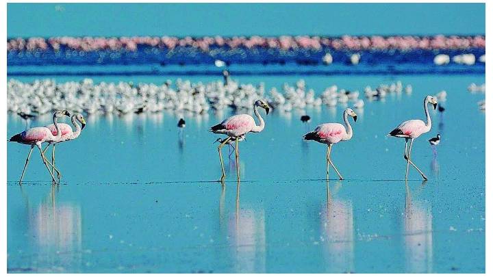 Mar de Ansenuza: el tesoro natural de Córdoba para una escapada diferente