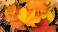 Guide: Fall events in the local area