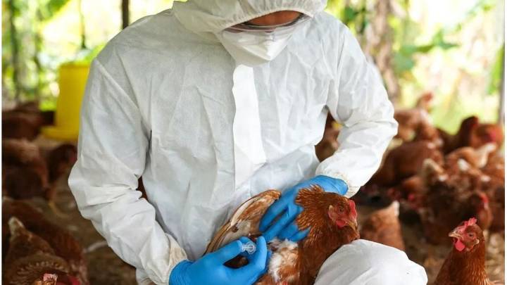 Gripe aviar: Argentina suspende parte de las exportaciones por la detección de un caso