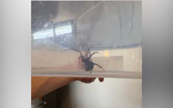 Pregnant Woman Moves Into New House, Makes Deadly Discovery in the Garage