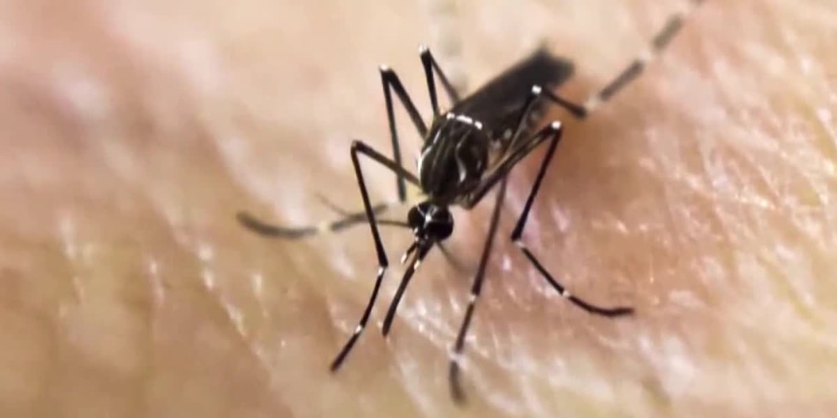 Mosquitoes in Rock County test positive for West Nile virus
