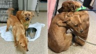 Timid Puppies Comforted Each Other With A Hug After Being Saved By Ohio Rescuers