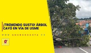 ¡Tremendo susto! Árbol cayó en vía de Usme - Noticias de Bogotá y Cundinamarca