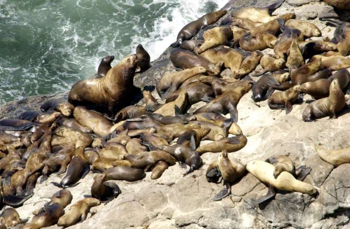 Sea lion bites 9-year-old girl while she was surfing