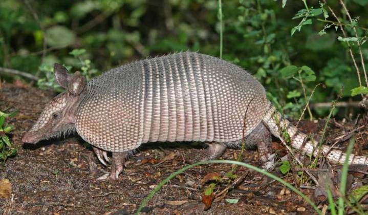 Study: Armadillos are expanding across Indiana