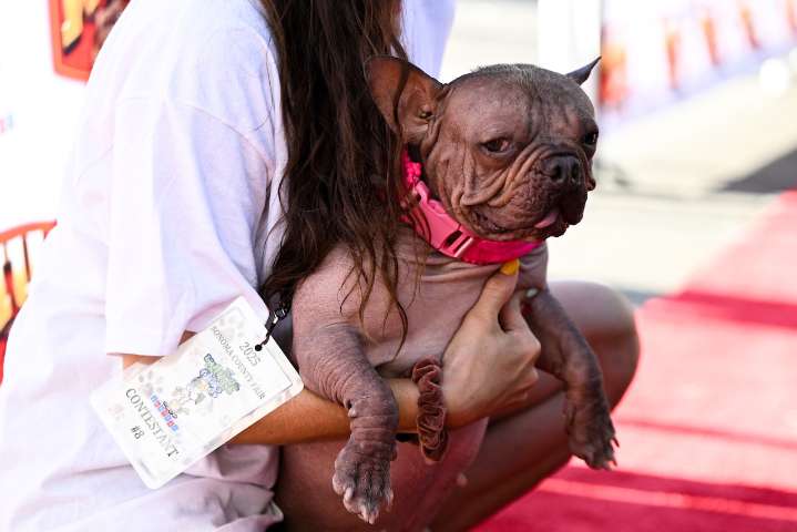 ‘World’s Ugliest Dog’ winner is from Oregon: ‘A mix between Yoda,’ ‘hippo,’ and ‘bat’
