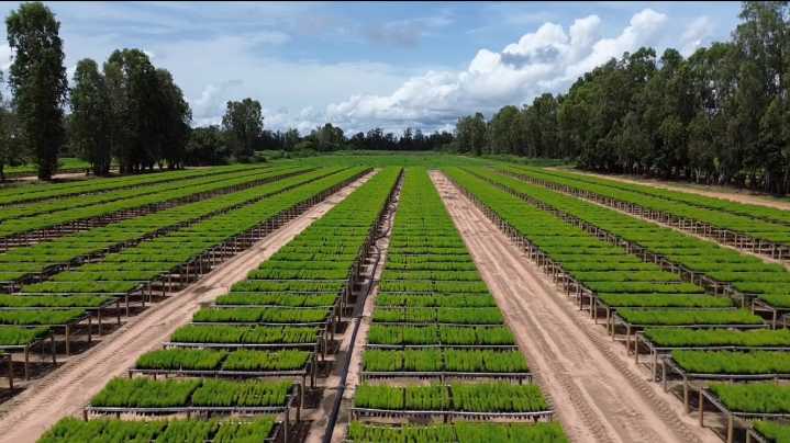 Plantan más de 4 mil plántulas de Pino Caribe