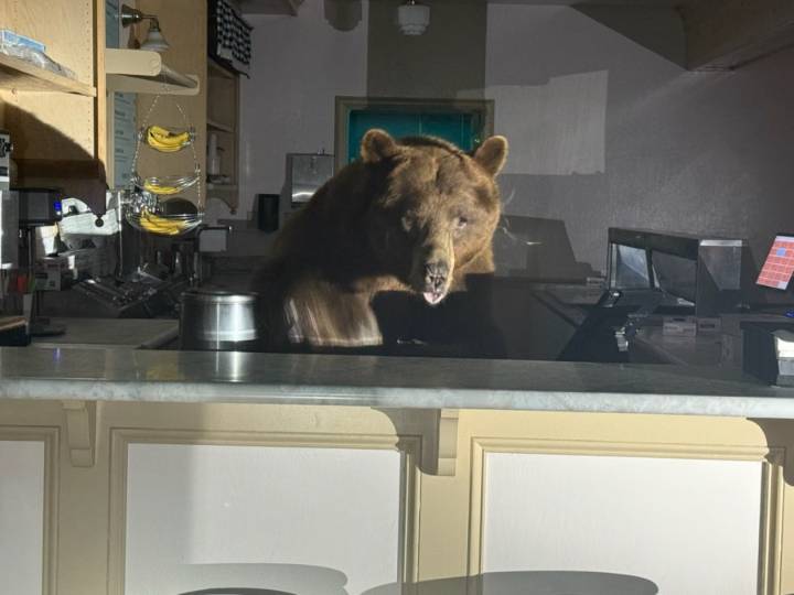Bear makes surprise appearance at Northern California ice cream shop