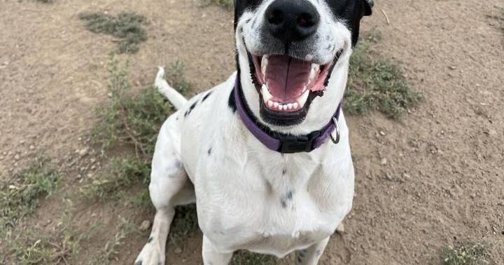 HCH Pet of the Week: Robin