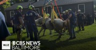 Horse sedated and rescued after falling into a pit, fire officials say
