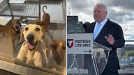 Ontario is banning research testing on dogs and cats