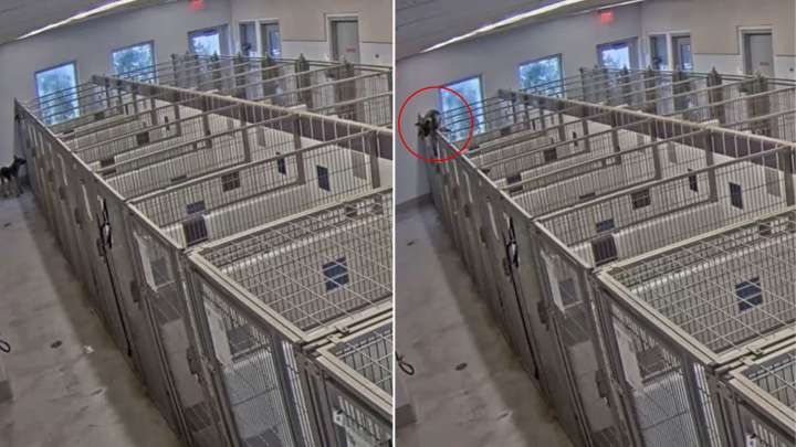 Texas Shelter Staff Shocked After Discovering How Dog Escaped Her Kennel