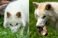 Dire Wolves Back from Extinction Meet for the First Time In Captivating Video