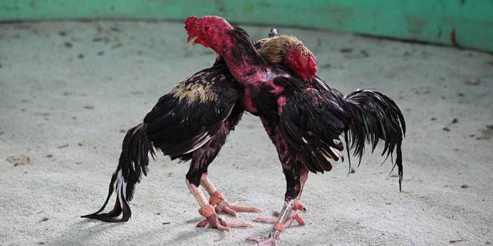 Crueldad animal en Corrientes: condenan a tres imputados por transportar aves para riñas clandestinas