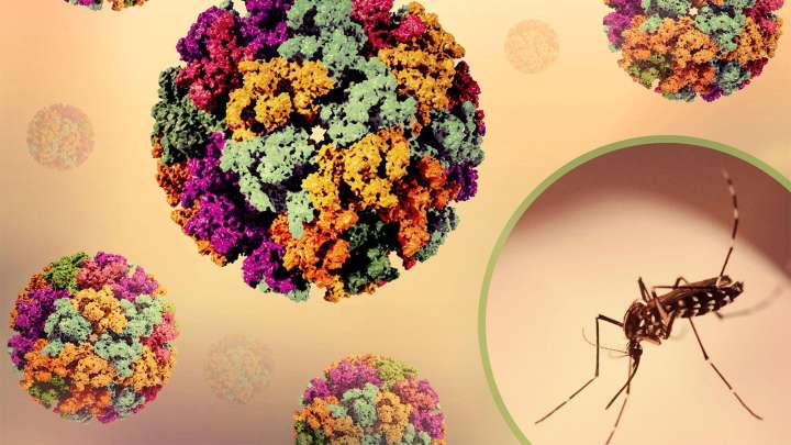 FDA Lifts Pause on Chikungunya Vaccine in Older Adults, With Revised Labeling