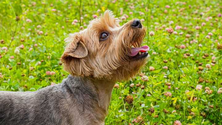 Is A Clover Lawn The Best Option For Dog Owners?
