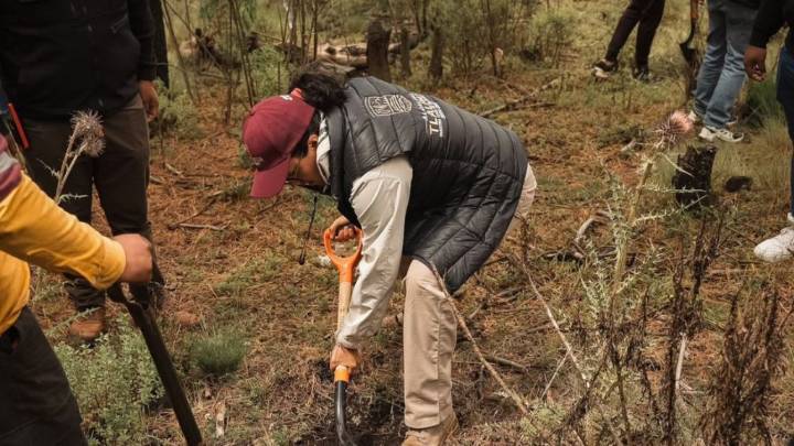 En Santo Tomás Ajusco, Gaby Osorio participó en la reforestación de 2 mil pinos hartwegii