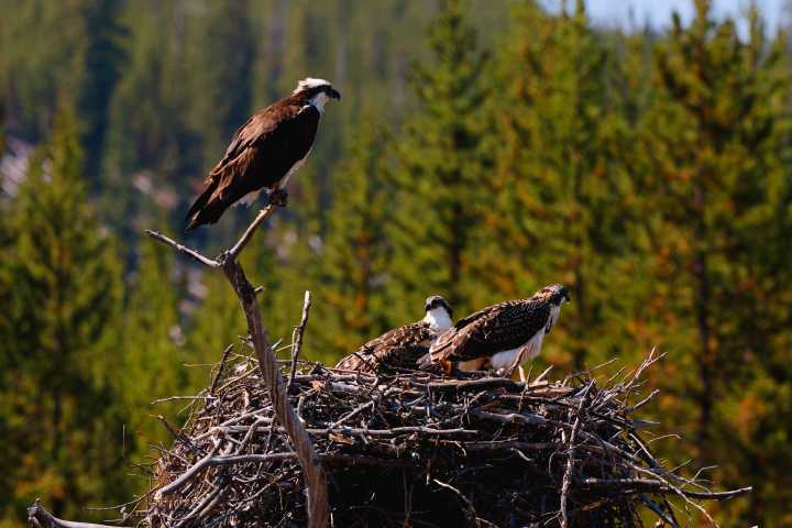 Yellowstone Visitors Infuriated As Couple Who Flew Drone Over Osprey Nest Allegedly Returns To Break More Rules 