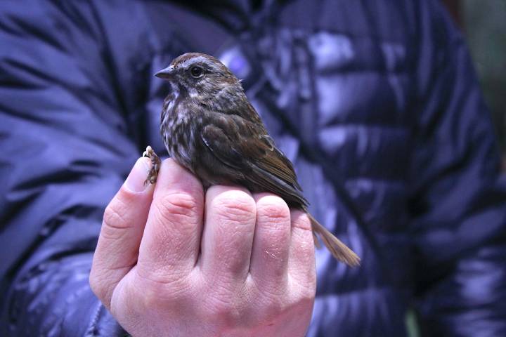 Birdwatchers should flock to this Greater Victoria photo contest