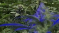 Texas DPS opens applications for medical marijuana dispensary licenses