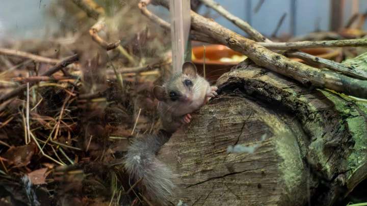 Bioparc Valencia acoge un grupo de lirón pigmeo africano víctima del tráfico ilegal