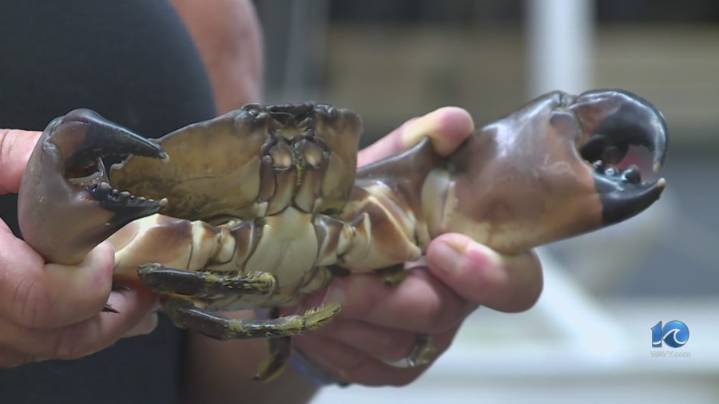 Biological breakthrough in the Bay: Stone crabs are now here