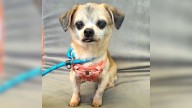 California Shelter Shocked After Microchip Search Takes An Unexpected Turn For A Senior Dog