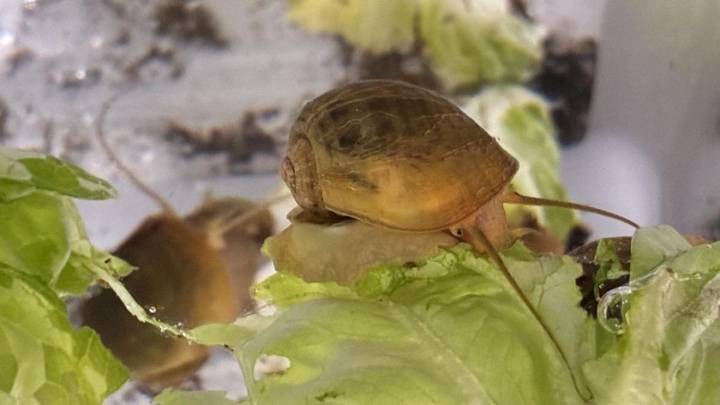 Un caracol podría contener el secreto para restaurar la visión humana