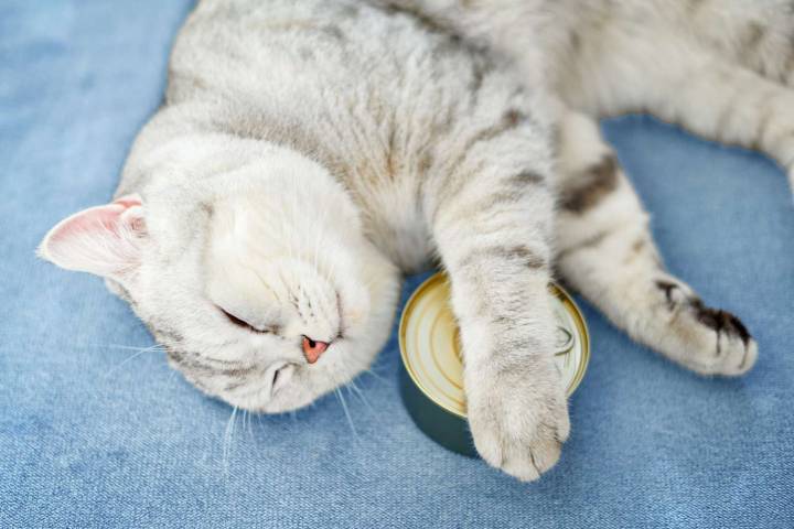 The 10 Most Useful Things You Can Donate to Help Local Animal Shelters—and You Probably Have Them Lying Around