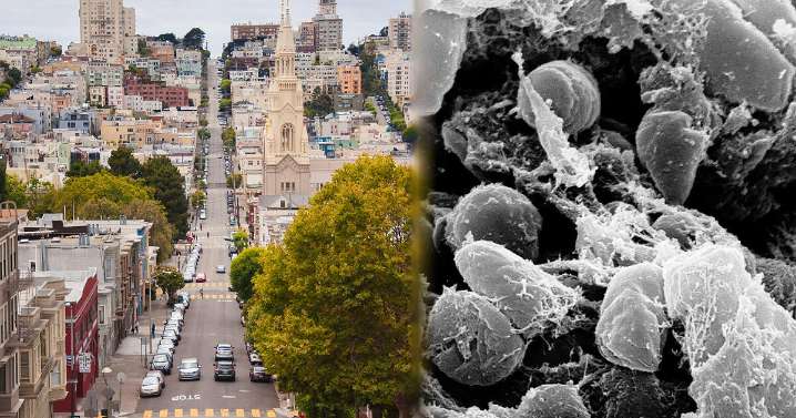 Alarma en California: residente de El Dorado es infectado con peste bubónica transmitida por una pulga